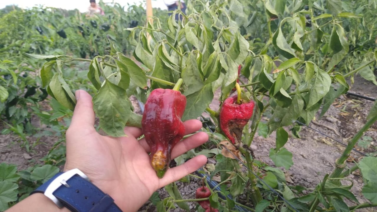 Plaga del picudo acaba con 80% de la cosecha de chile en Delicias