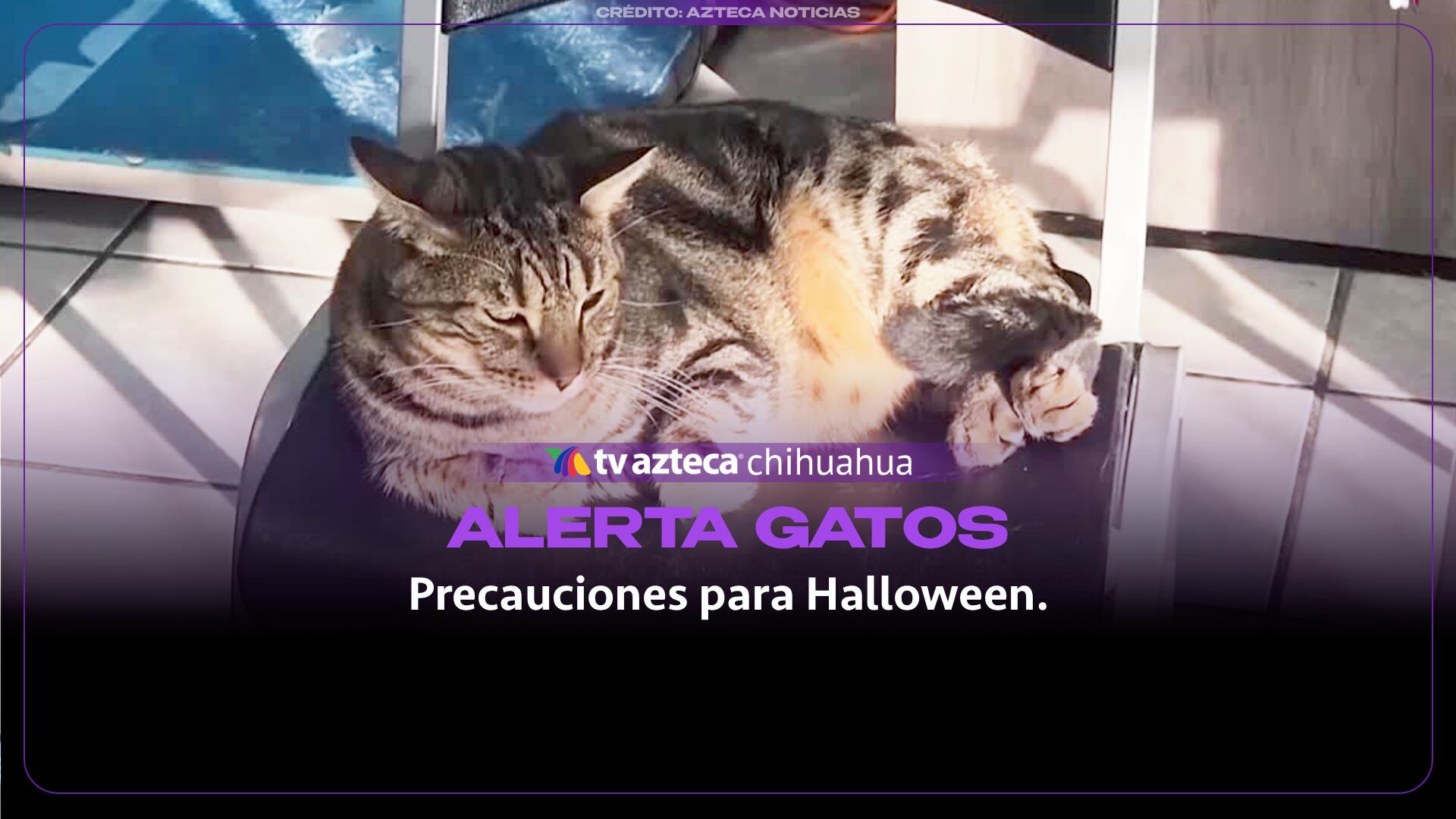 ¿Vas a adoptar un gato negro? Recomiendan tomar precauciones durante la temporada de Halloween