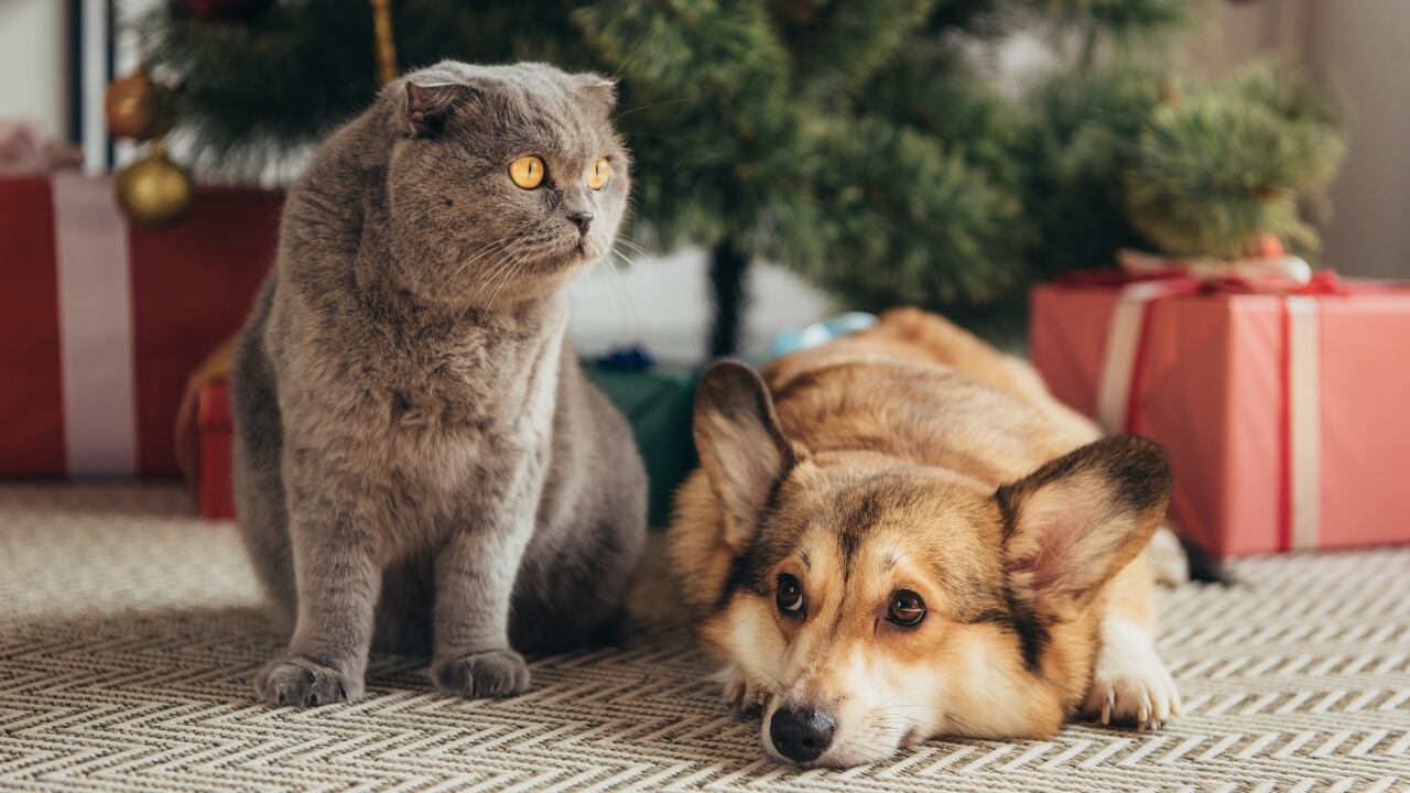 Navidad y mascotas