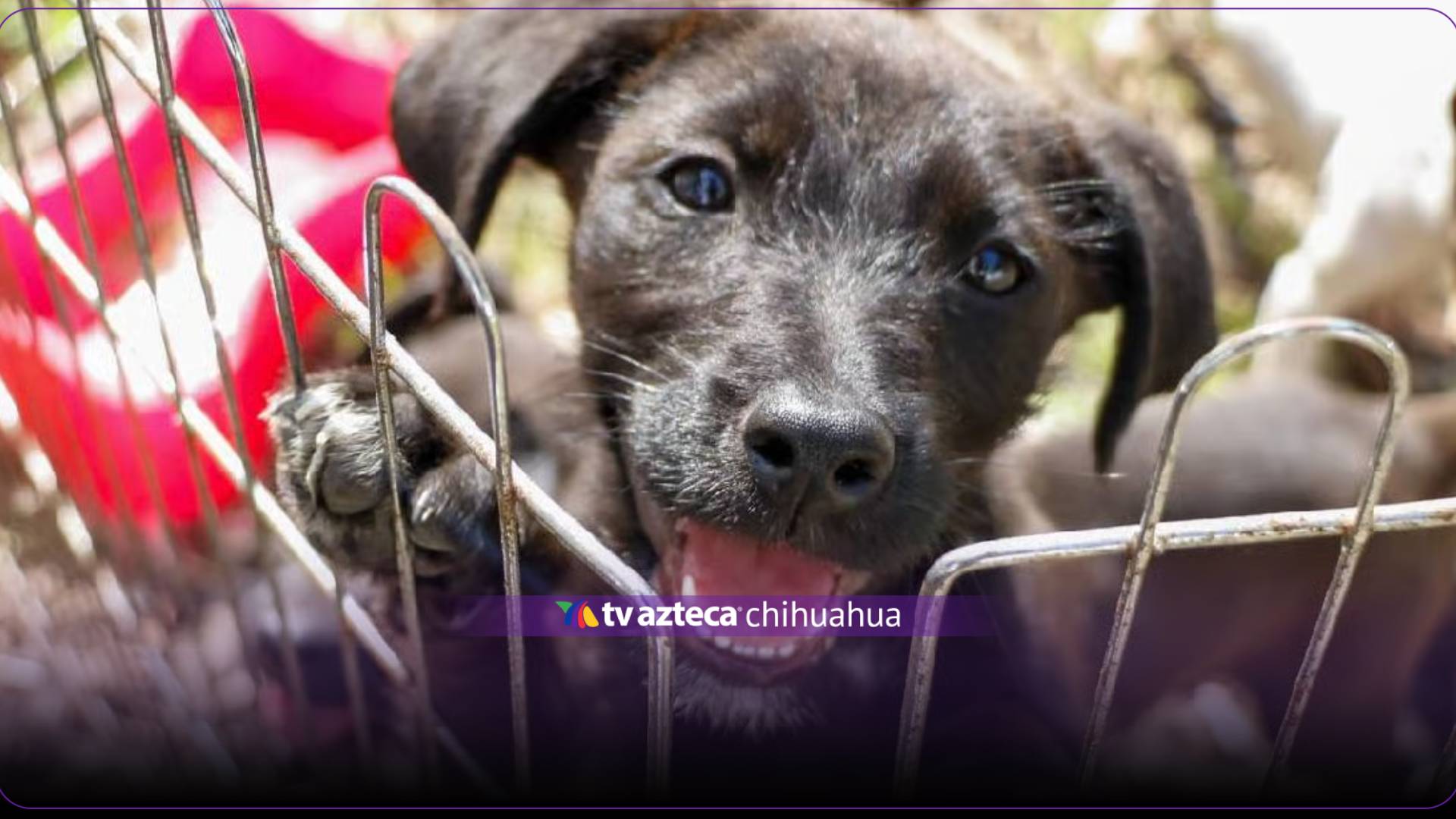 Adoptón en Chihuahua: registran por WhatsApp para adoptar perros el 20 de noviembre