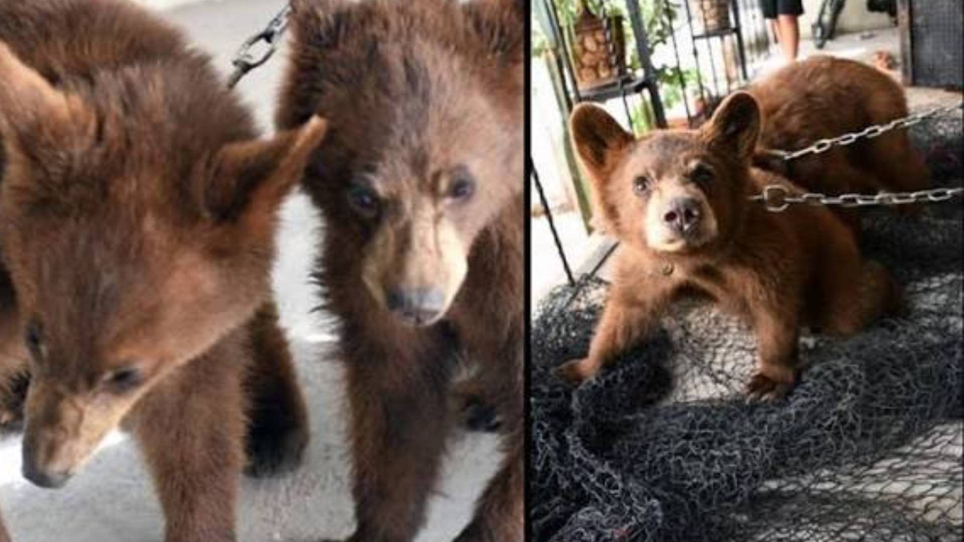 Rescatan a dos cachorros de oso y los llevan a resguardo en Parral 